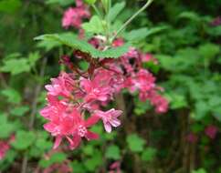 Imagem de Ribes sanguineum Pursh