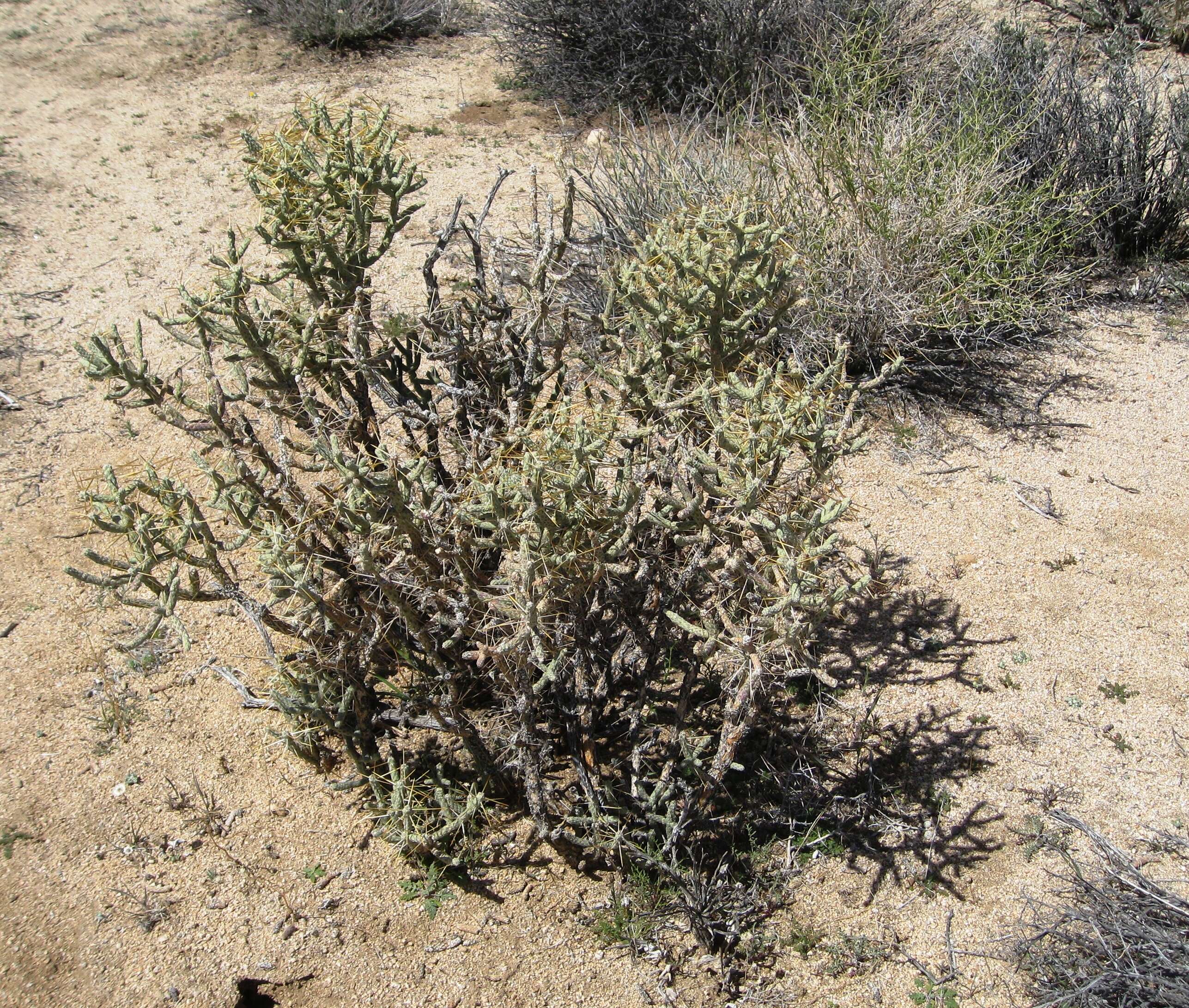 Image de Cylindropuntia ramosissima (Engelm.) F. M. Knuth