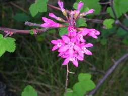 Imagem de Ribes sanguineum Pursh