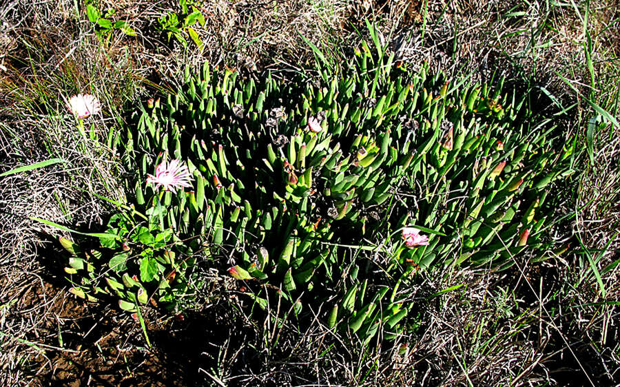 Acrodon bellidiflorus (L.) N. E. Br. resmi