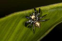 Image of Corythalia parvula (Peckham & Peckham 1896)