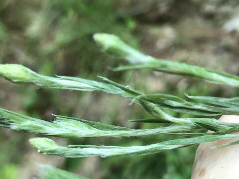 Image of narrowleaf silkgrass