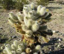 Image de Cylindropuntia bigelovii (Engelm.) F. M. Knuth