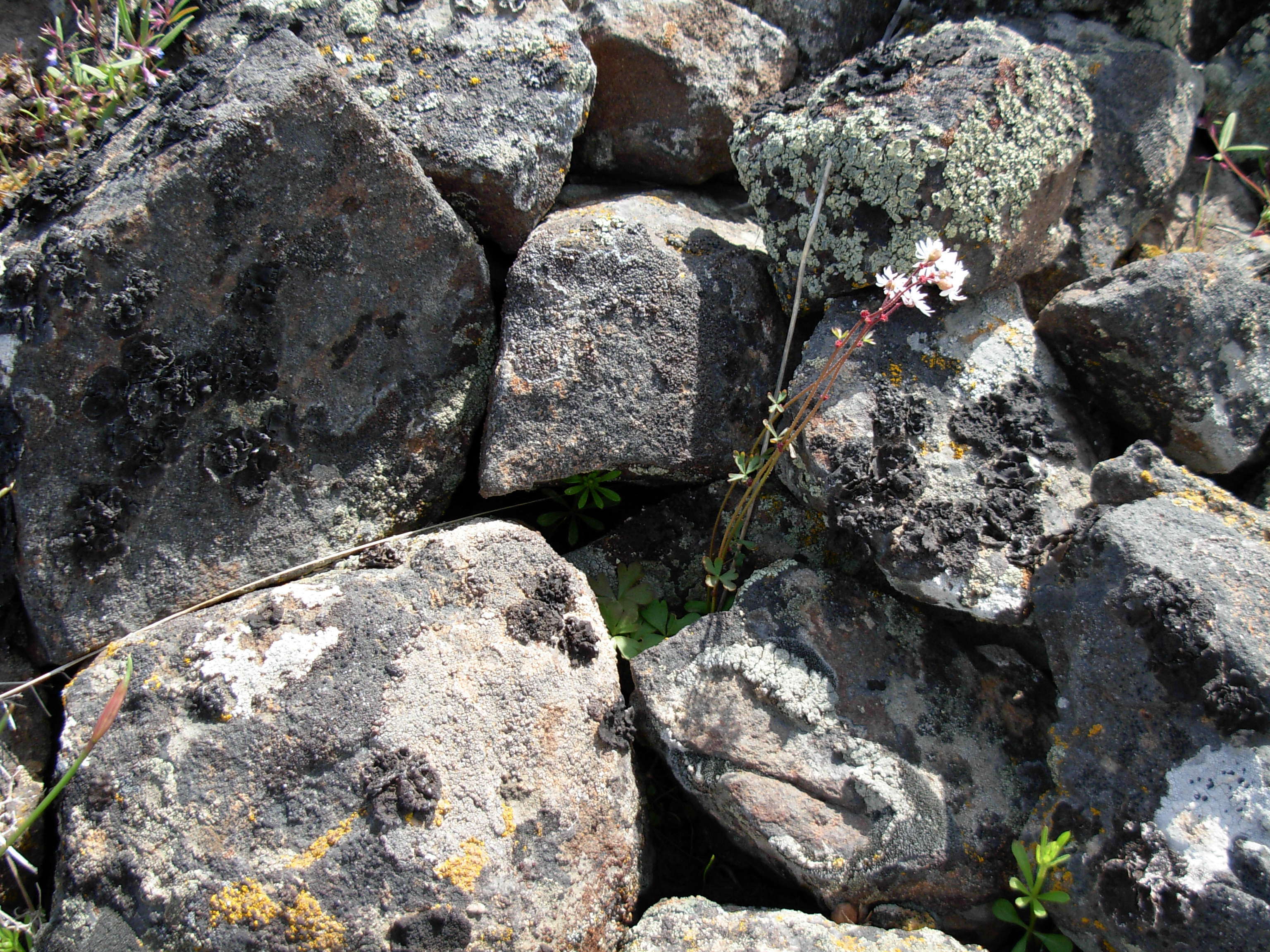 Image of smallflower woodland-star