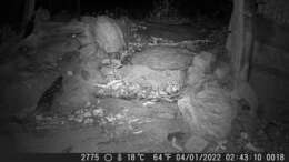 Image of Northern Quoll