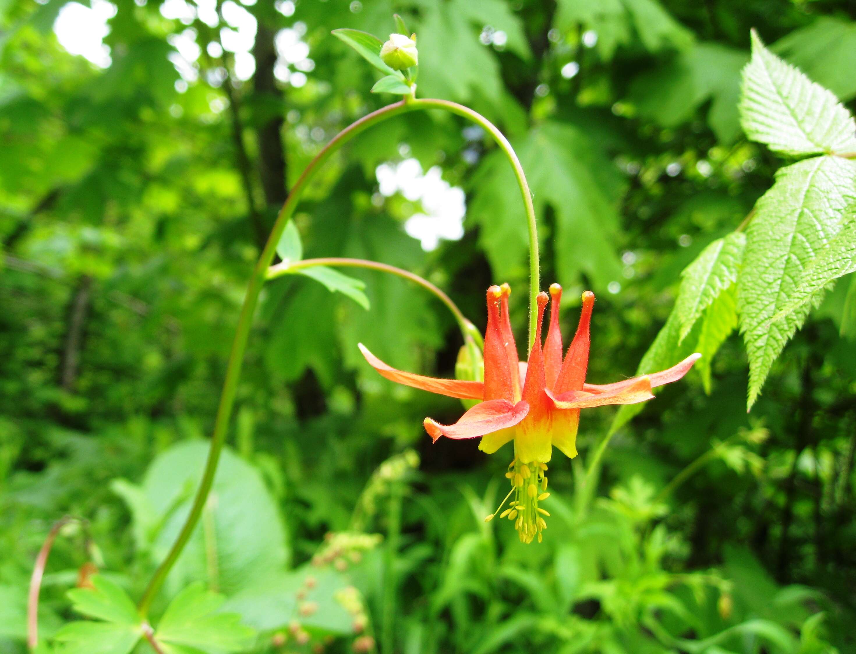 Image of western columbine