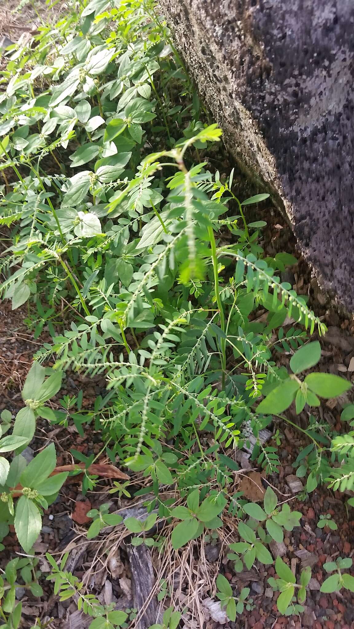 Image de Phyllanthus debilis J. G. Klein ex Willd.