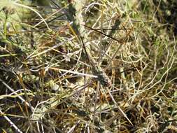 Imagem de Cylindropuntia ramosissima (Engelm.) F. M. Knuth