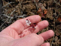 Image of smallflower woodland-star