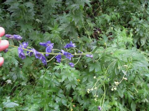 Image of twolobe larkspur