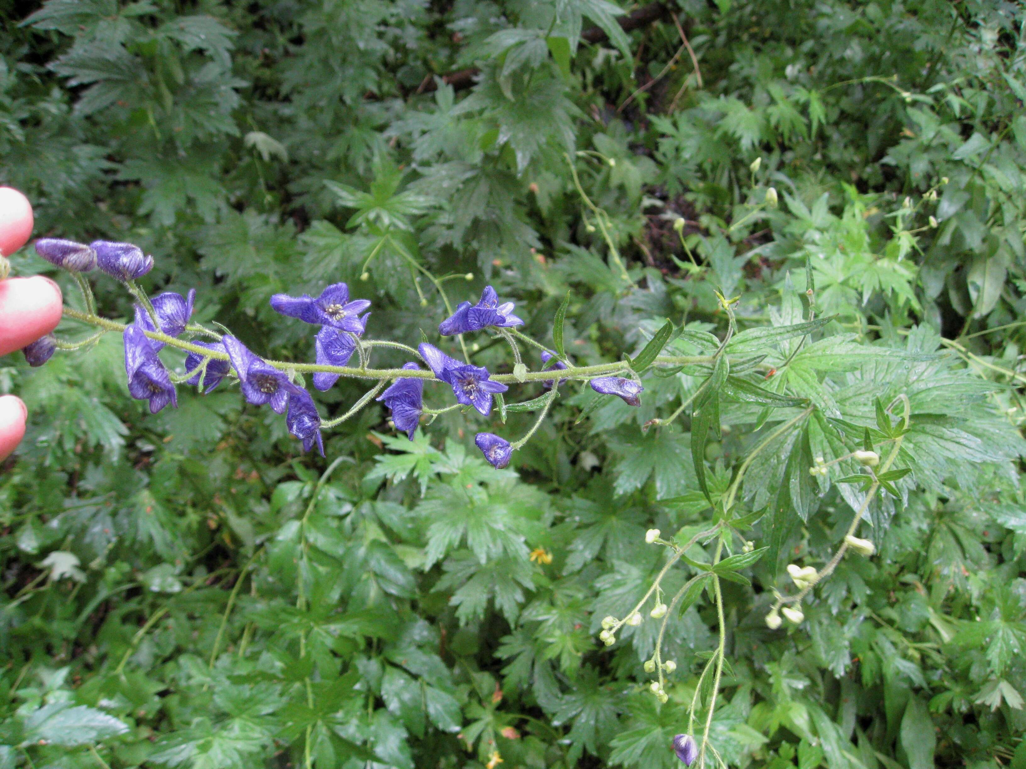 Image of twolobe larkspur