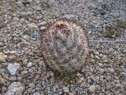 Image of foxtail cactu