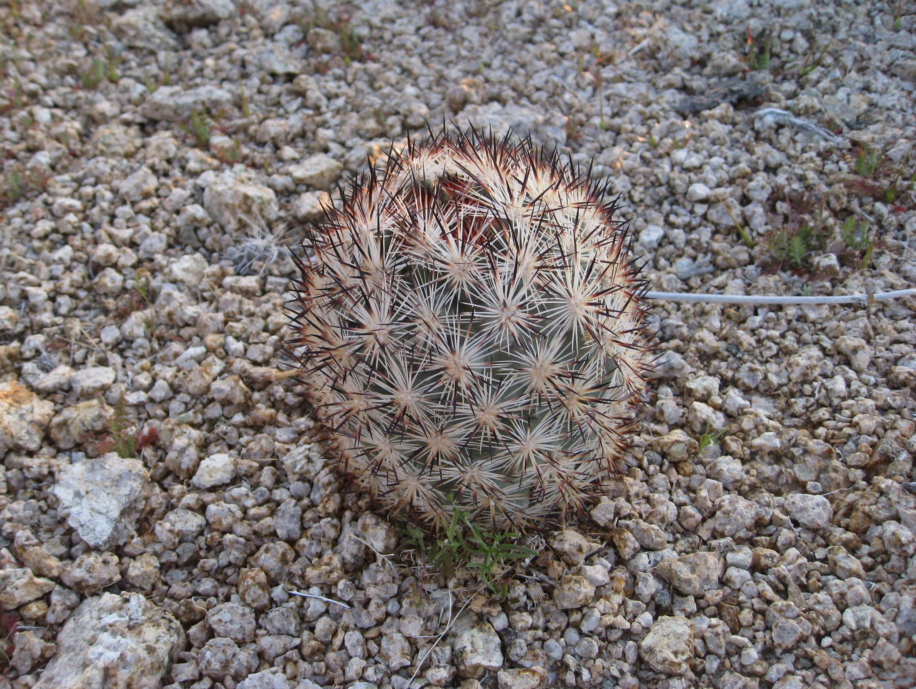 Image of foxtail cactu