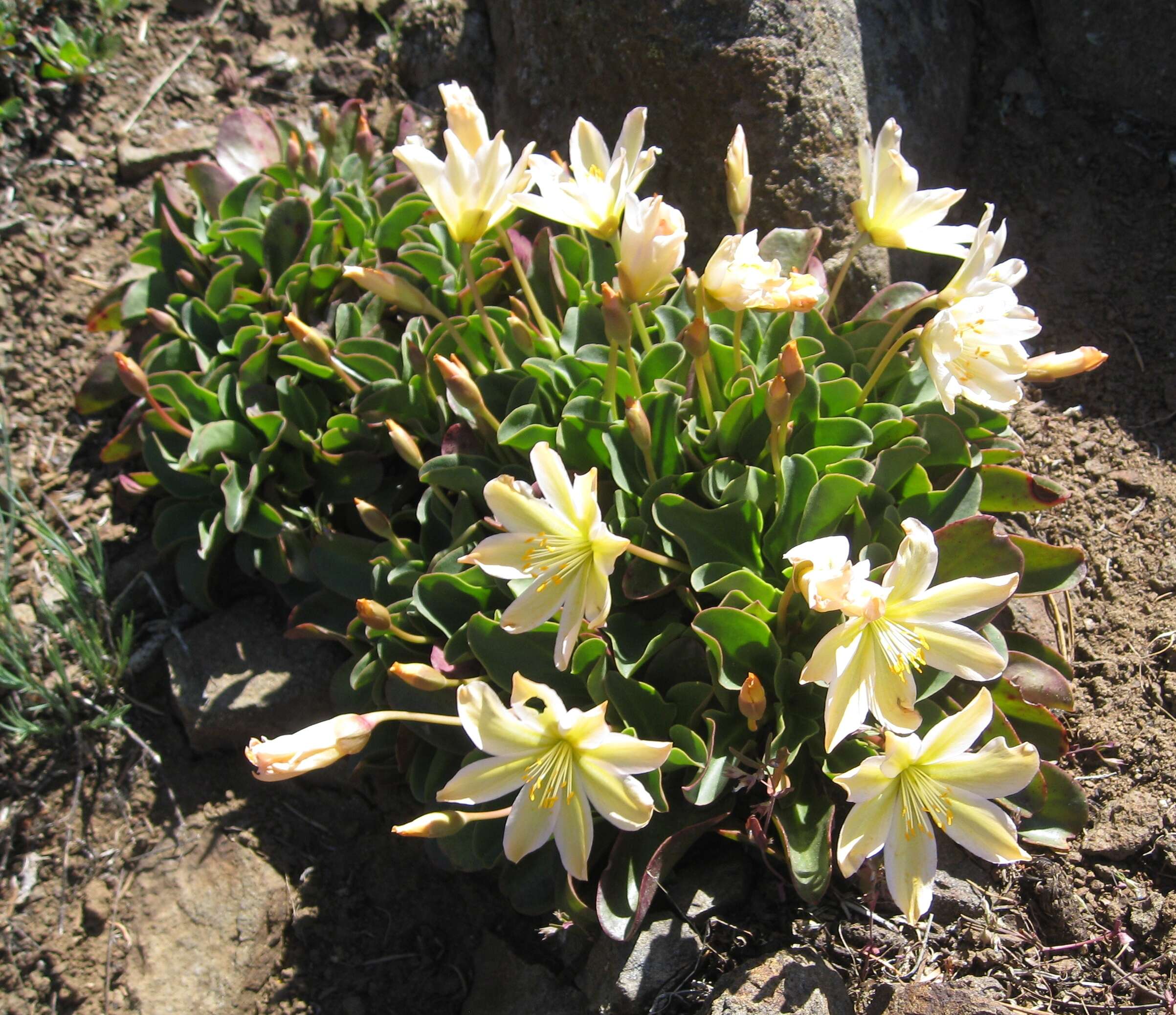 Image of Tweedy's pussypaws