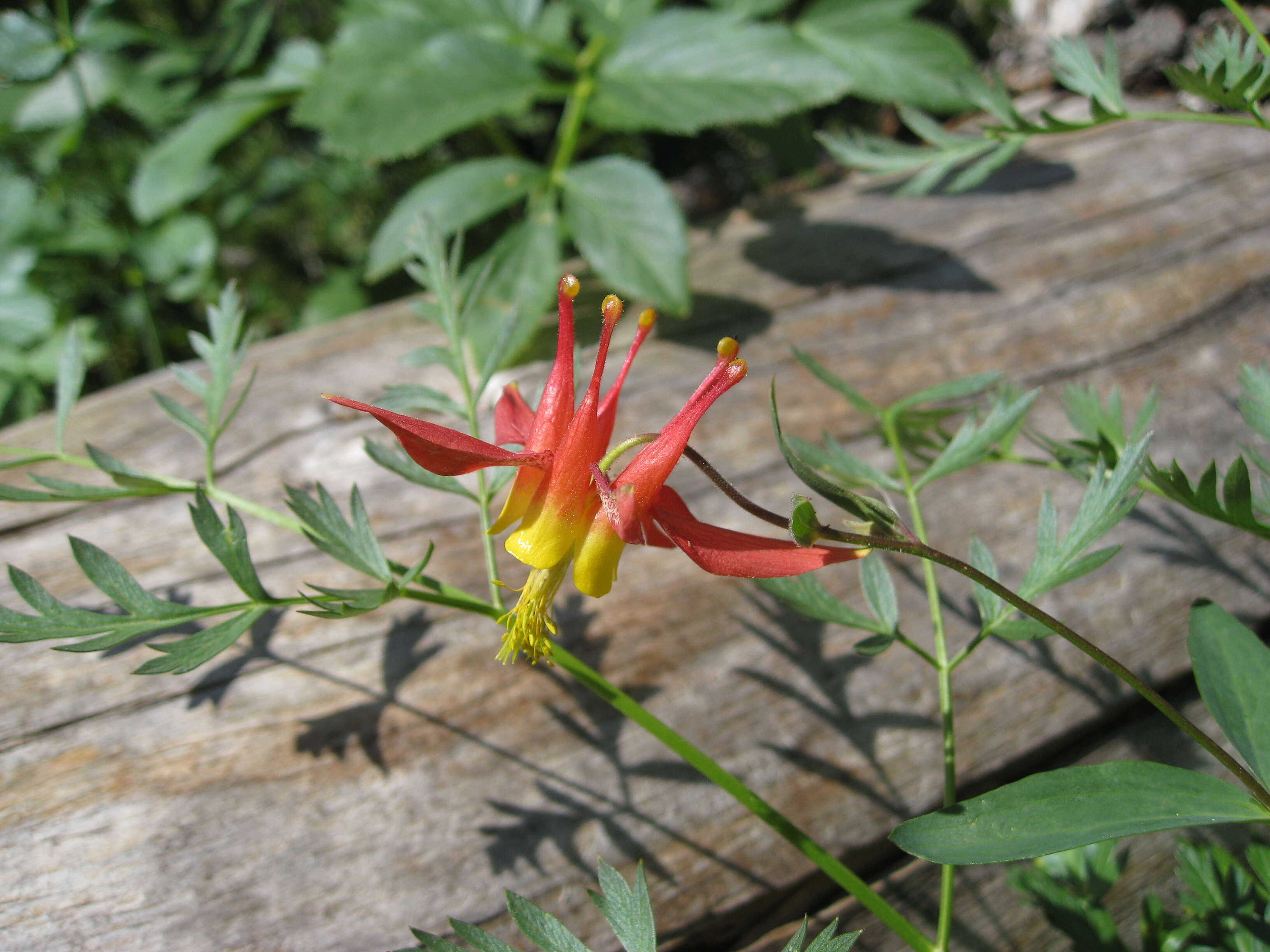 Image of western columbine