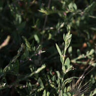 Polygonum arenastrum Boreau resmi