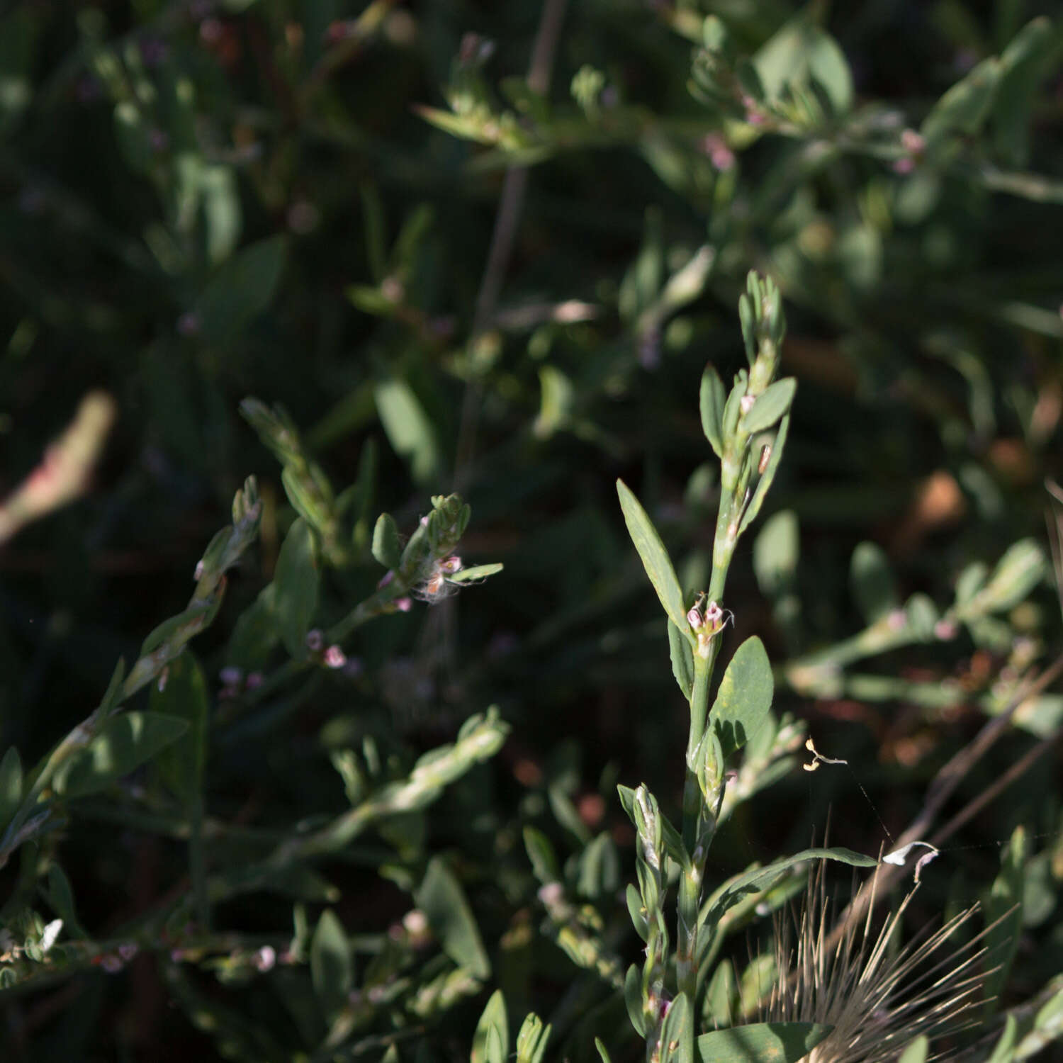 Polygonum arenastrum Boreau resmi