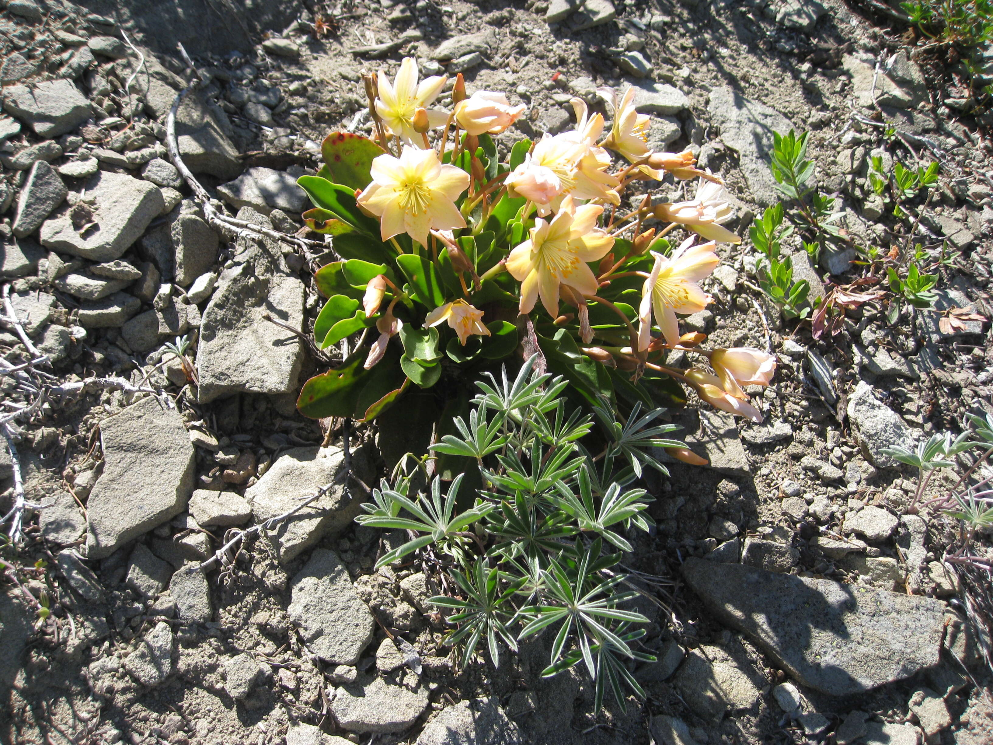 Image of Tweedy's pussypaws