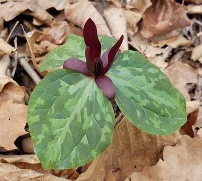 Image de Trillium maculatum Raf.