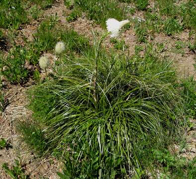 Image de Xerophyllum