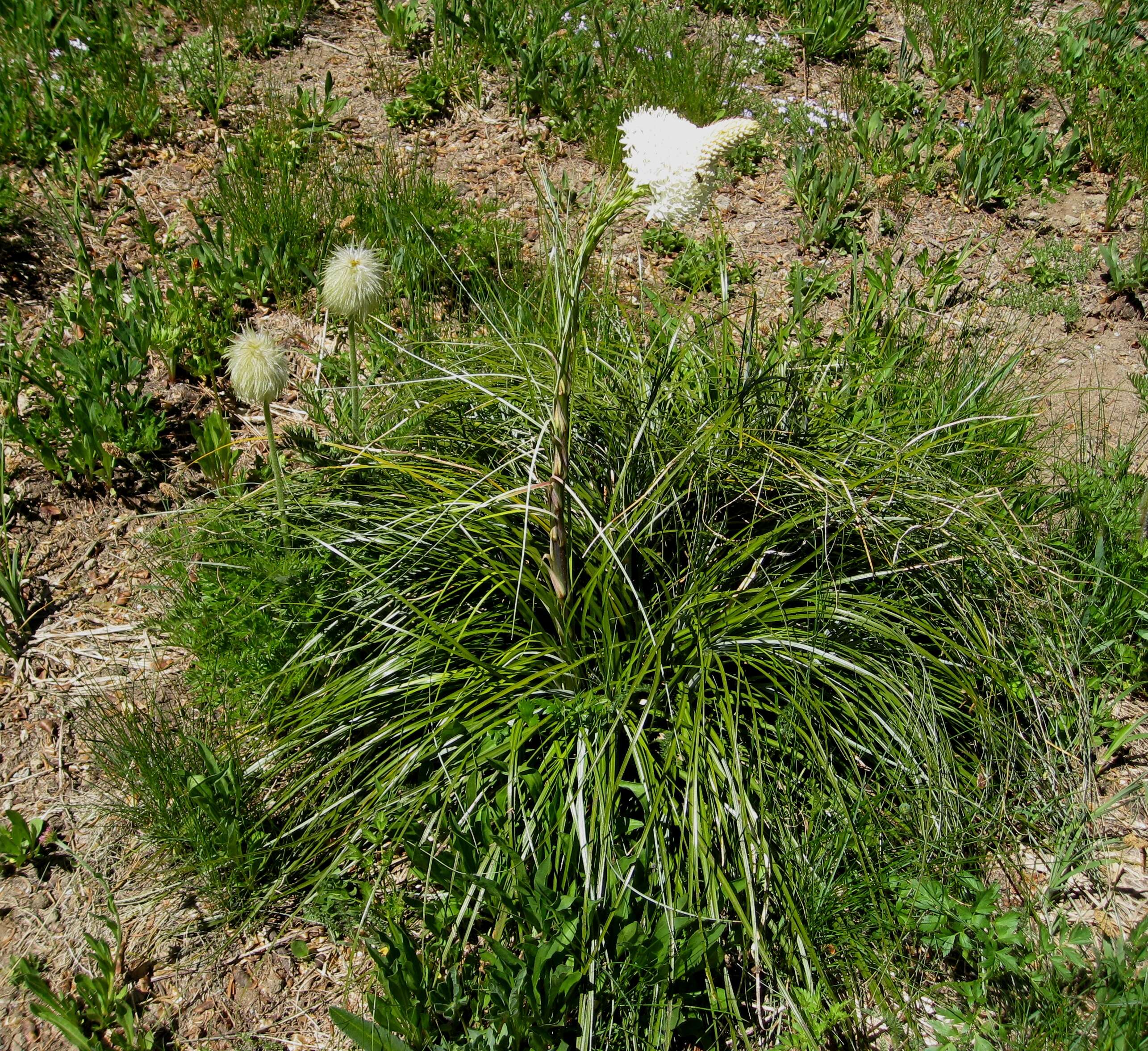 Image of Xerophyllum