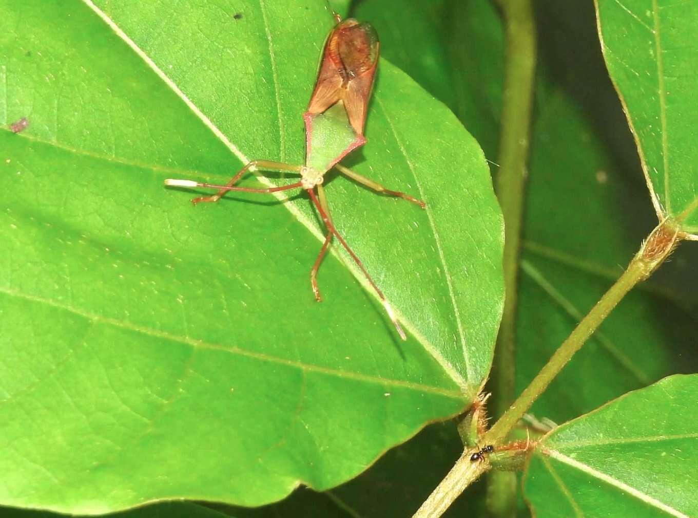 Plancia ëd Homoeocerus (Anacanthocoris) striicornis Scott 1874