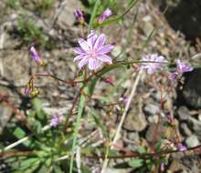 Image of Columbian lewisia