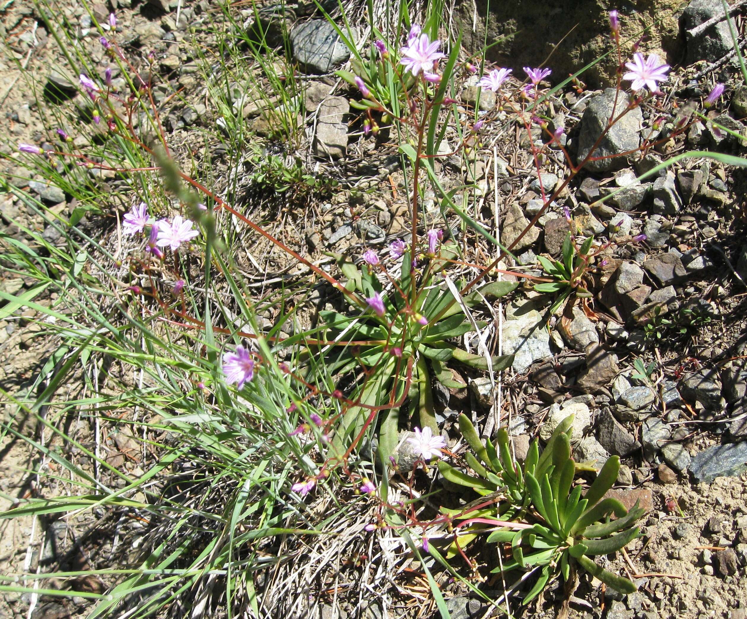 Image of Columbian lewisia