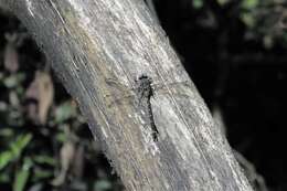 Image of Tasmanian Darner