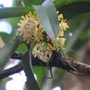 Image de Gastrochilus obliquus (Lindl.) Kuntze