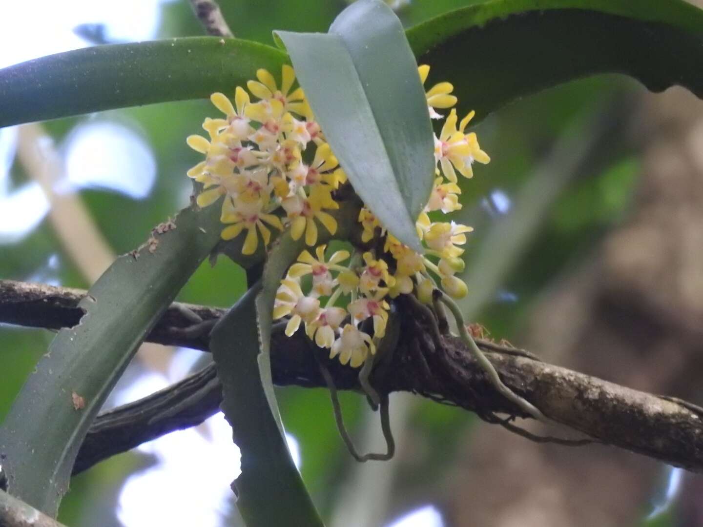 Imagem de Gastrochilus obliquus (Lindl.) Kuntze