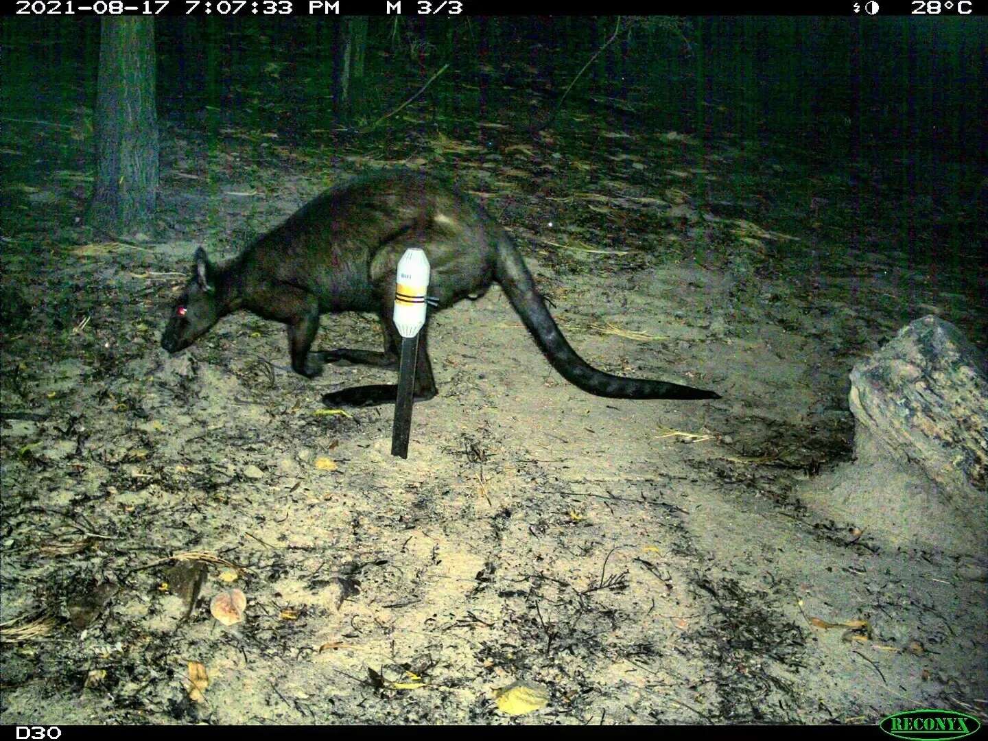 Image of black wallaroo