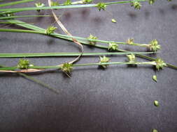 Image of Weak Stellate Sedge