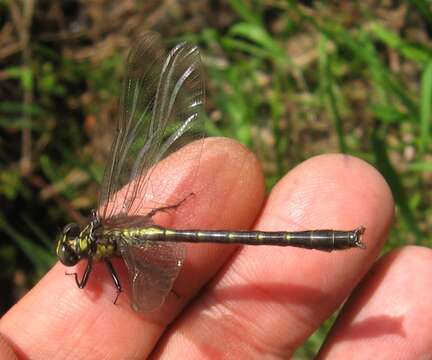 Image of Hylogomphus adelphus (Selys 1858)