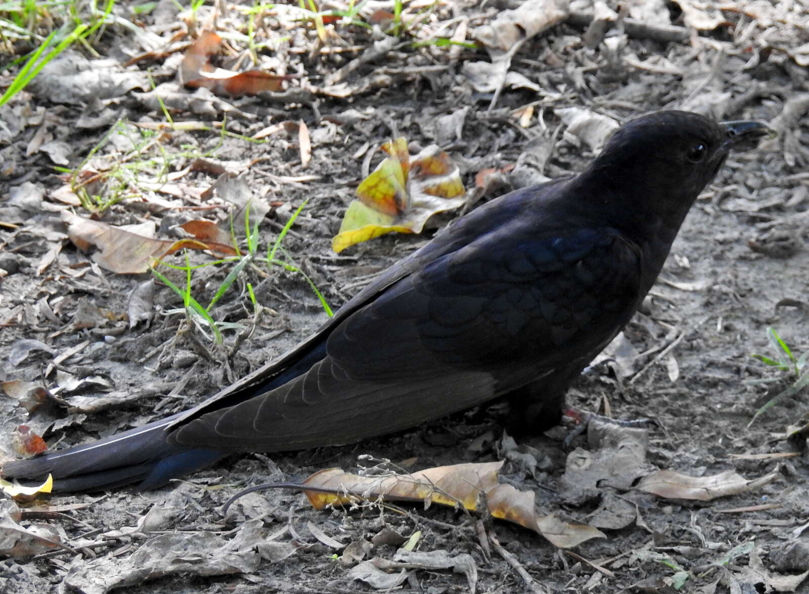 Image of Black Cuckoo