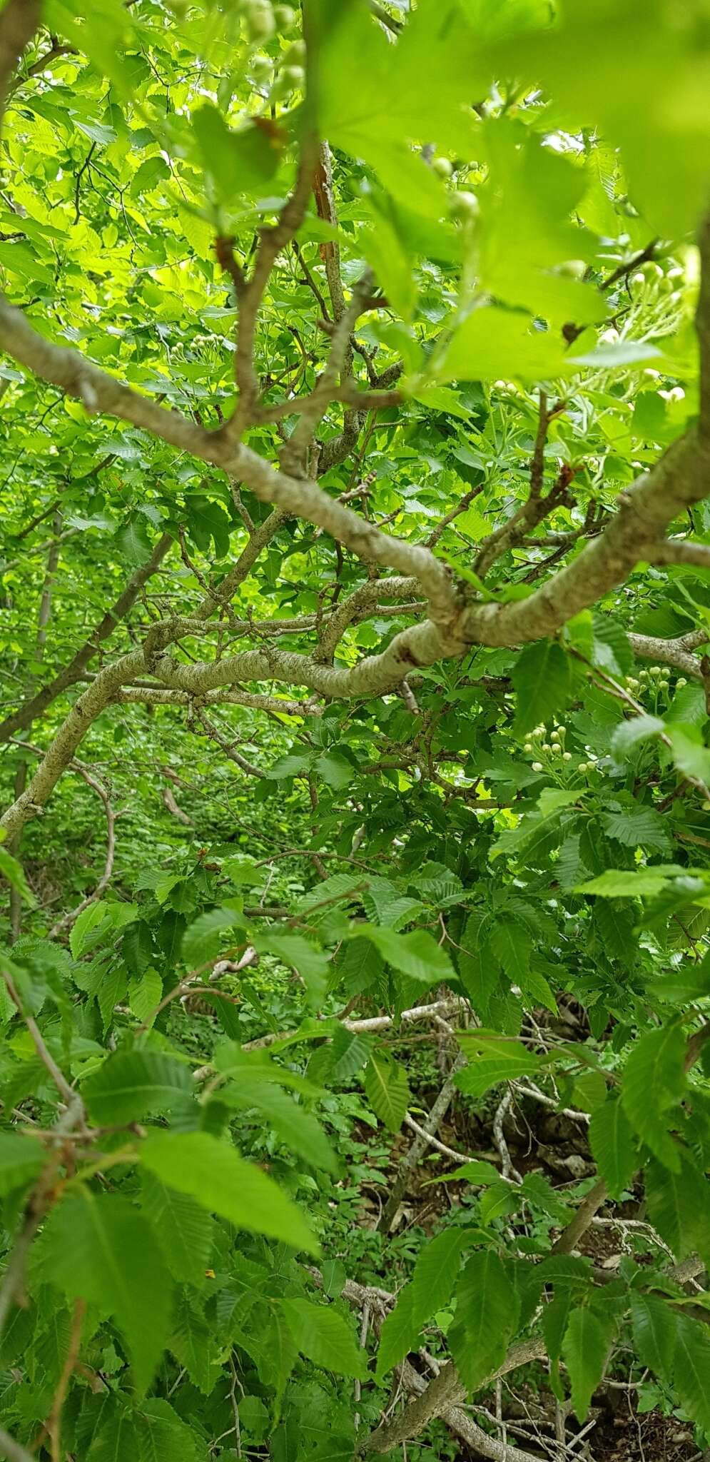 Image of Small-flowered Black Hawthorn