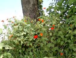 Plancia ëd Tithonia rotundifolia (P. Mill.) Blake