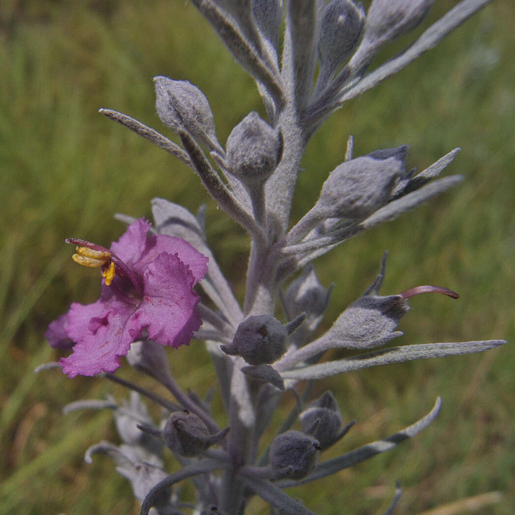 Image of Sopubia cana var. cana