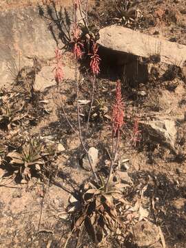 Image of Aloe greatheadii Schönland