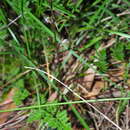 Image de Acianthus fornicatus R. Br.