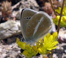 Image of Polyommatus damon