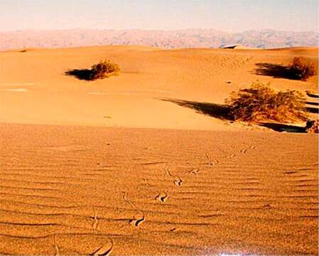 Image of Sidewinder Rattlesnake