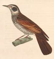 Image of Dusky Thrush