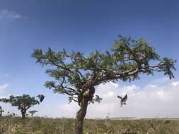 Plancia ëd Boswellia elongata Balf. fil.