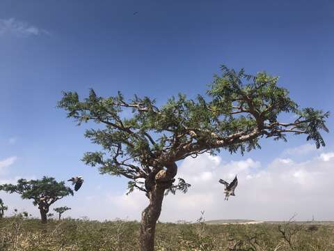 Plancia ëd Boswellia elongata Balf. fil.