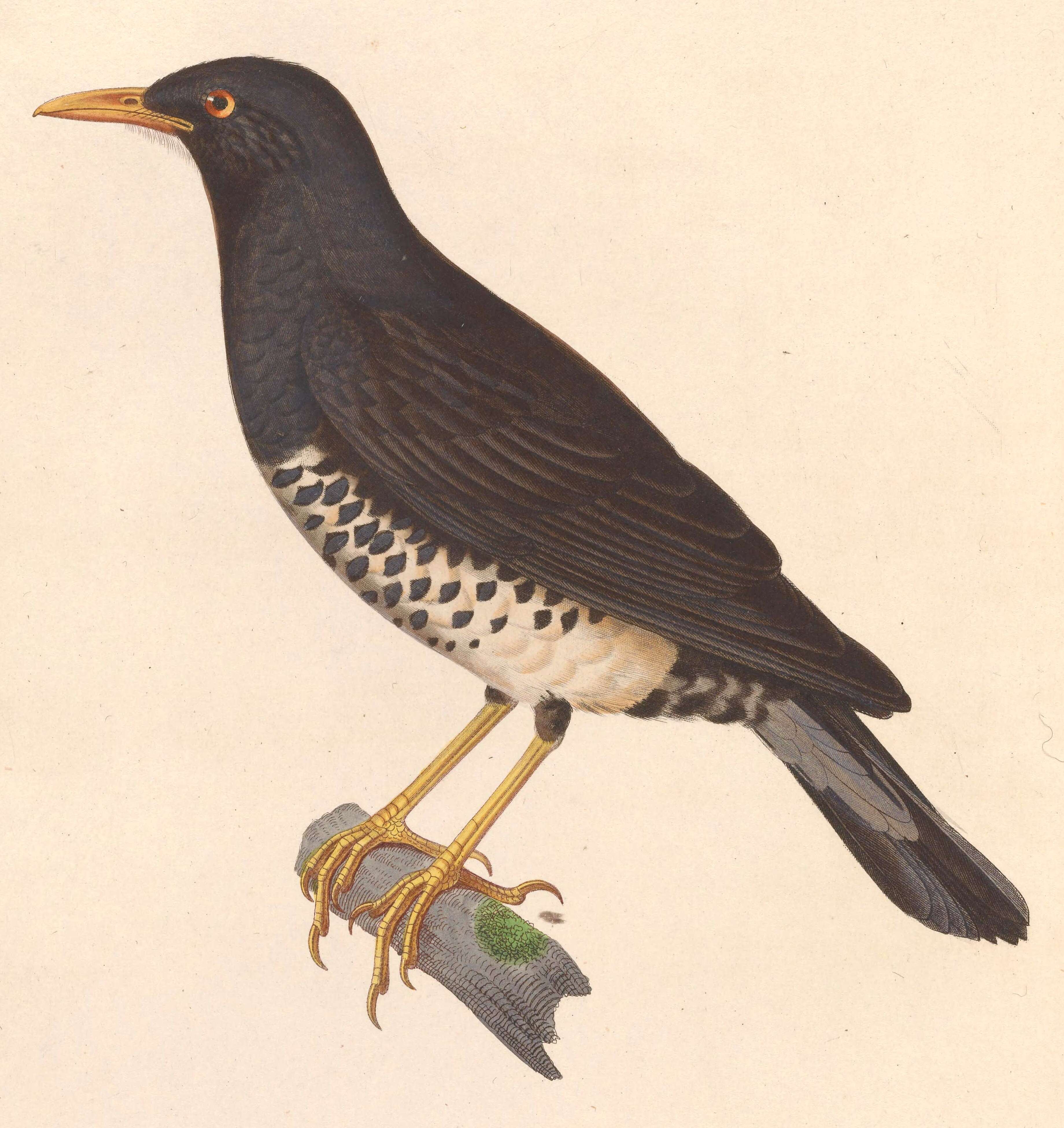 Image of thrushes