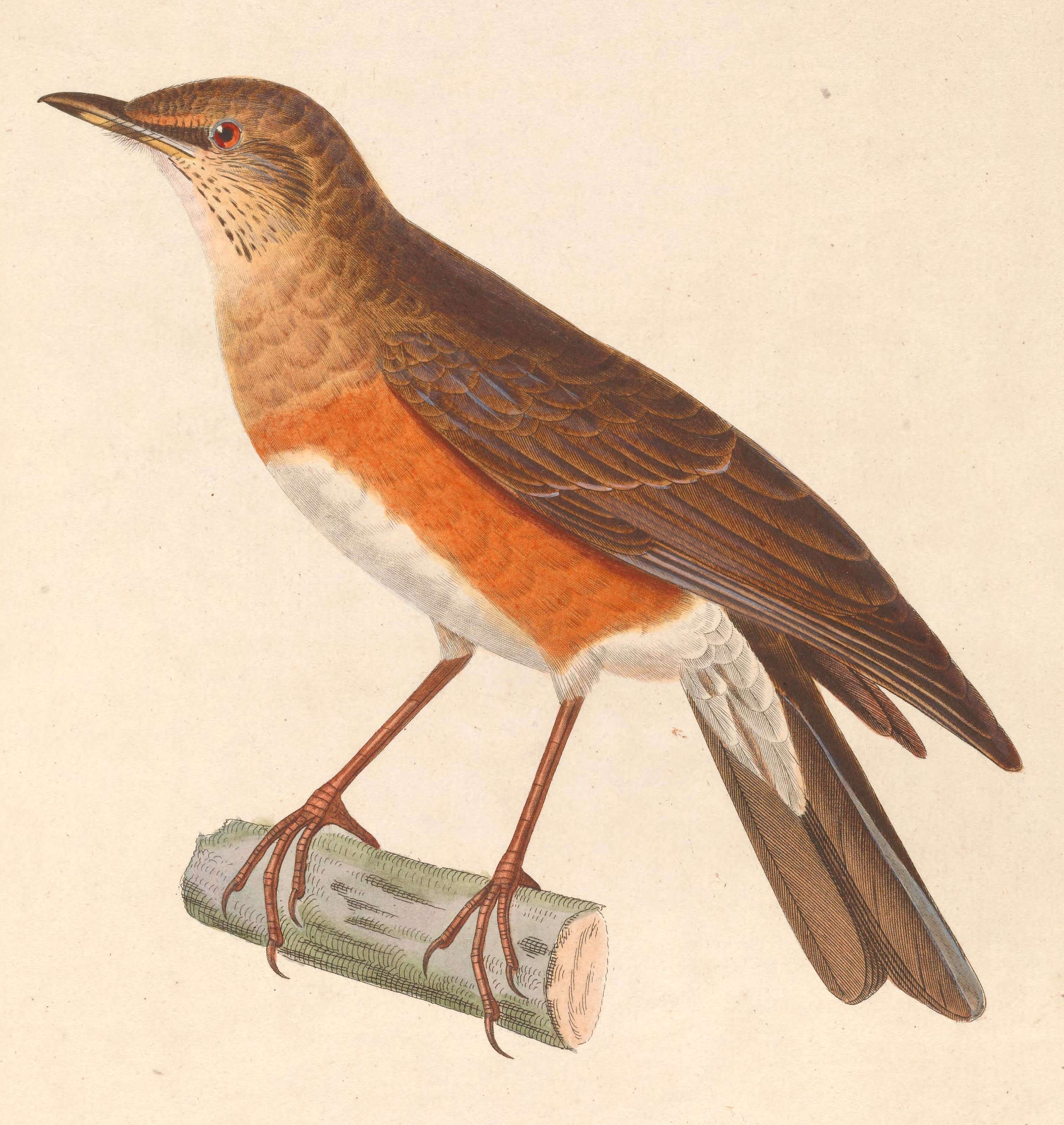 Image of Brown-headed Thrush