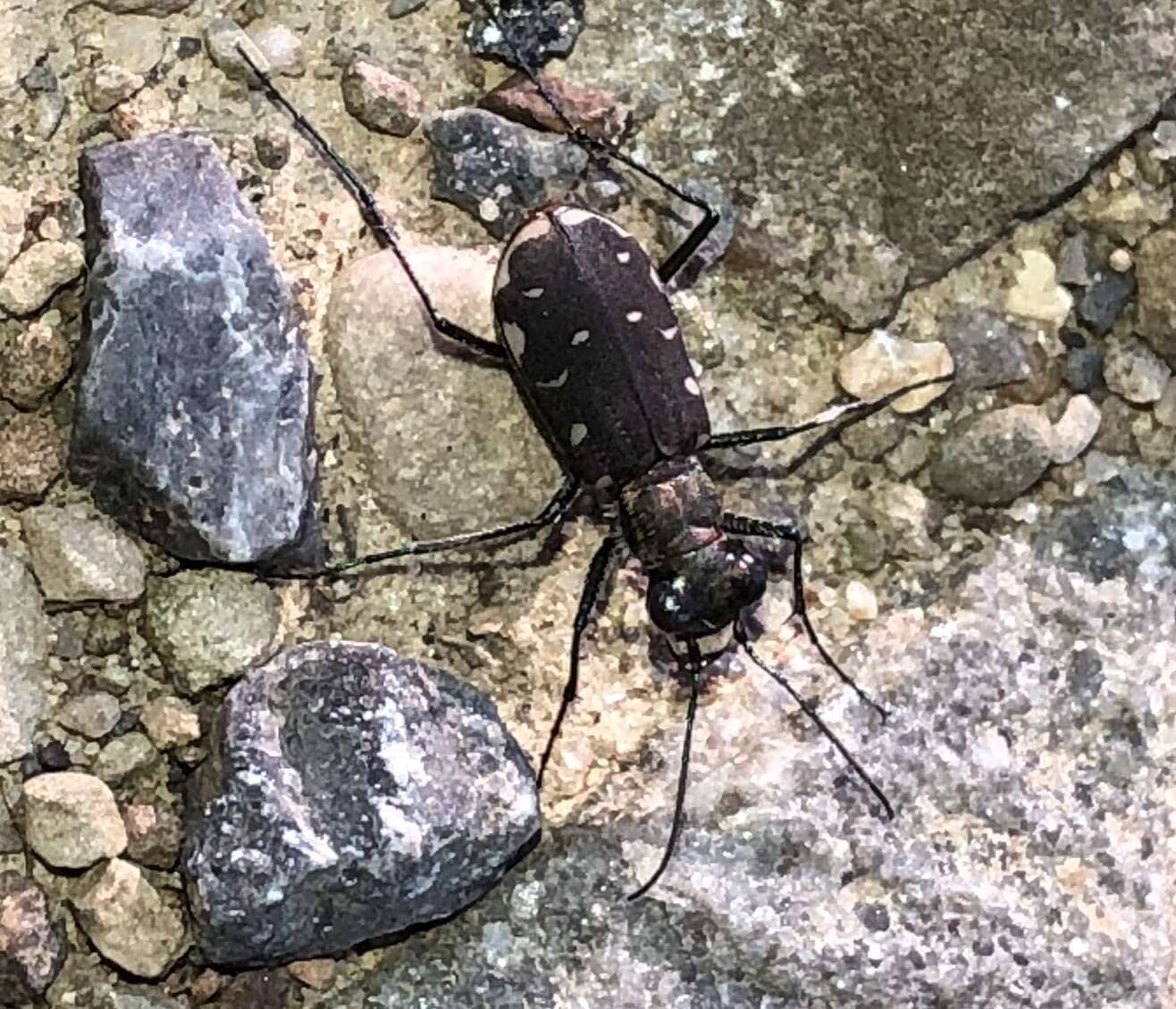 Image of Cicindela (Cicindelidia) rufiventris Dejean 1825