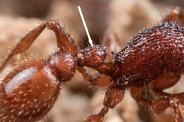 Image of Pogonomyrmex imberbiculus Wheeler 1902