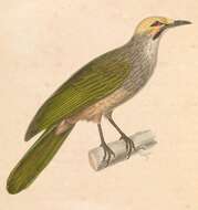 Image of Straw-crowned Bulbul